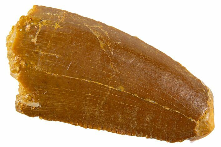 Serrated Raptor Tooth - Feeding Worn Tip #332606